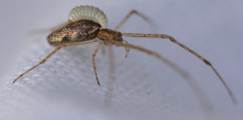 Tetragnatha sp.
